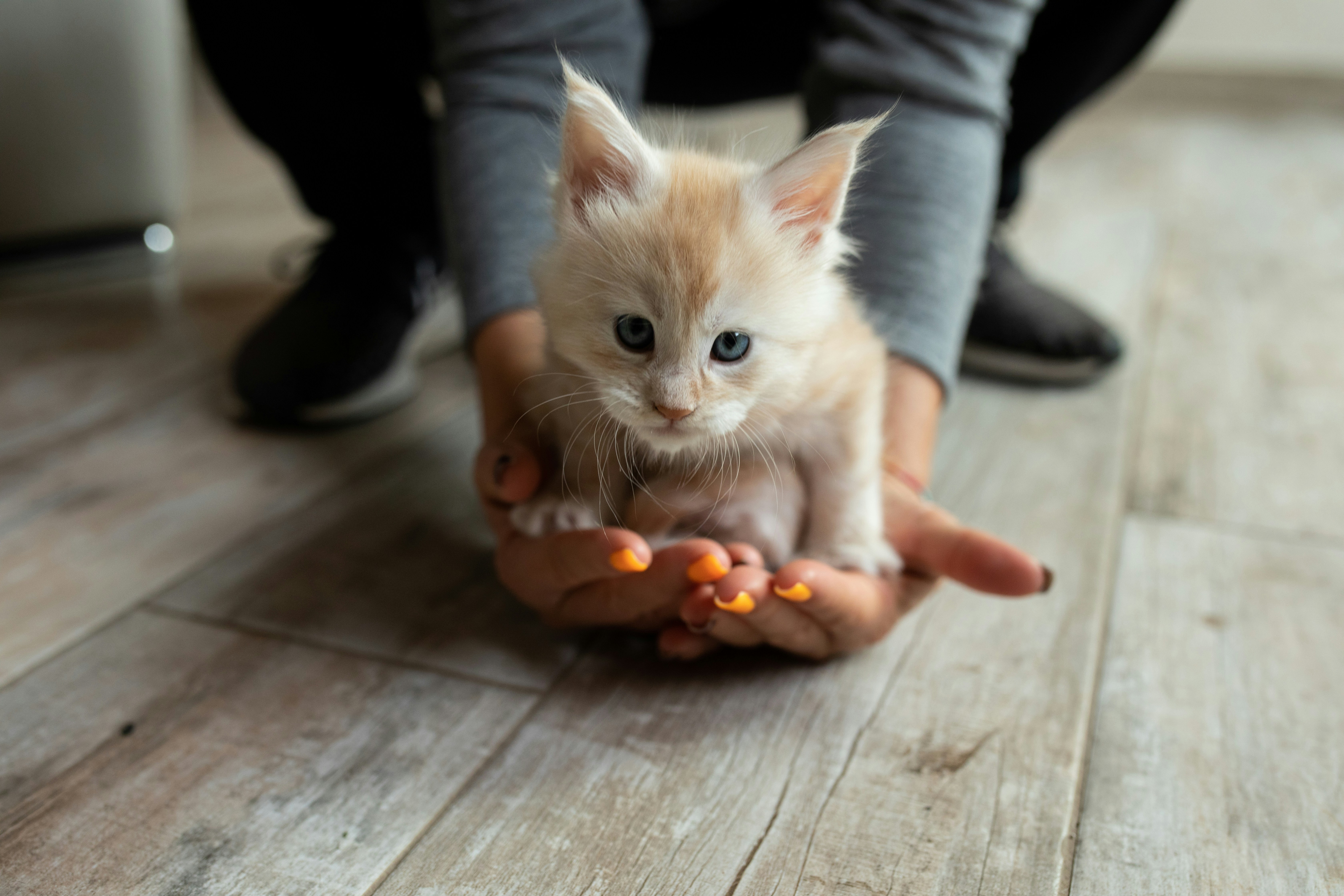 Může nájemník chovat v bytě kočku bez mého souhlasu?